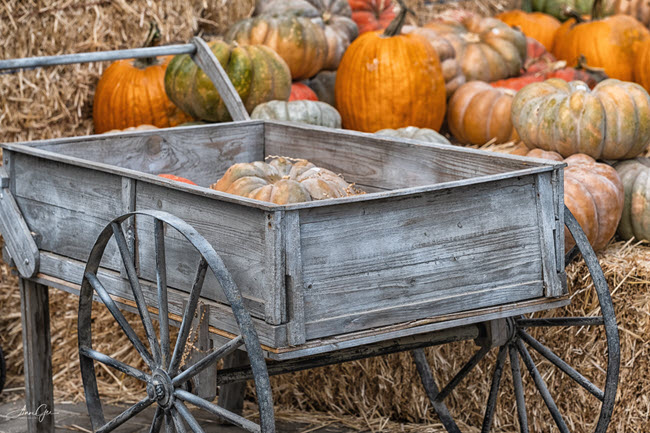 Anne Sandler original