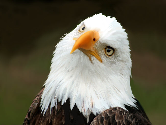 Professor Al Fichera original