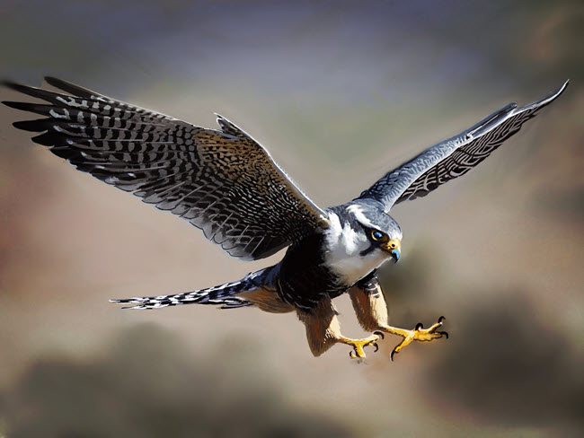 Professor Al Fichera original