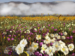 California Desert Fog