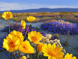 California Desert Gold