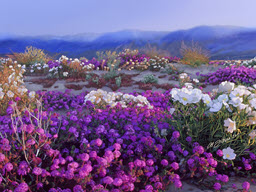California Desert Purple Haze