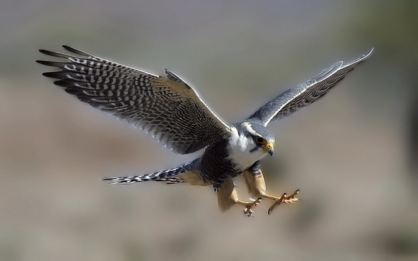 Falcon in Flight