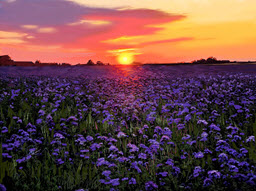 Lavender Fields in Sweden