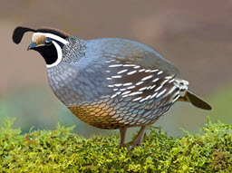 California Quail