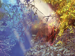 Smoky Sunbeams in the Redwoods